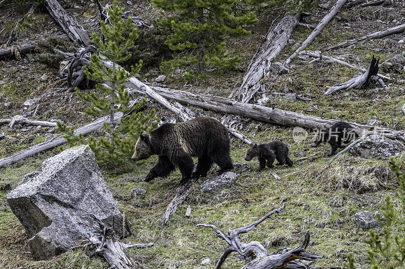 灰熊(Ursus arctos horbilis)，也被称为北美棕熊或简称为灰熊，是居住在北美的棕熊的一个种群或亚种。黄石国家公园，怀俄明州。熊妈妈和小熊们。